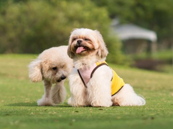 重庆宠物美容培训